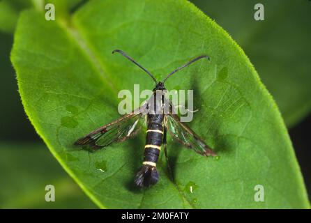currant clearwing moth, currant borer (Synanthedon tipuliformis, Aegeria tipuliformis), sits on a leaf, Germany Stock Photo