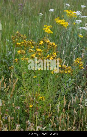 Common St Johns-wort, perforate St Johns-wort, klamath weed, St. Johns-wort (Hypericum perforatum), bloming, Germany Stock Photo