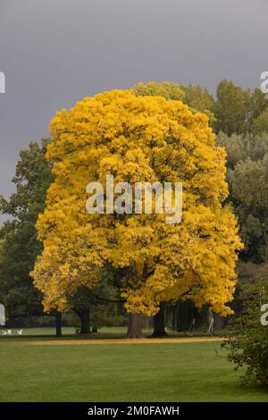 Fraxinus excelsior, European ash in autumn Stock Photo - Alamy