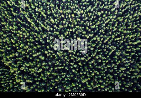 Scotch pine, Scots pine (Pinus sylvestris), pine forest in Averbode Bos en Heide, aerial picture, Belgium, Vlaams-Brabant, Averbode Bos en Heide, Stock Photo