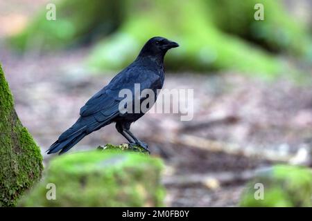 Carrion crow (Corvus corone, Corvus corone corone), perching on a mossy tree stump, side view, Germany Stock Photo