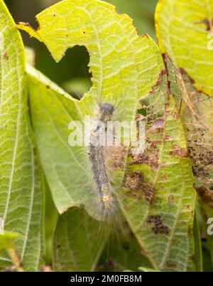 An early instar caterpillar of the Tussock Gypsy Moth. This large family have caterpillars that often live gregariously and are covered in long hairs Stock Photo