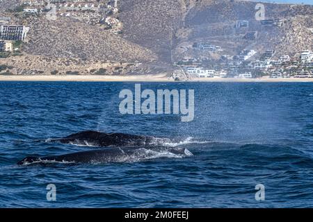 two humpback whales near whale watching boat in cabo san lucas mexico baja california sur Stock Photo