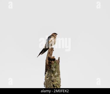 Rain soaked Red-rumped swallow (Cecropis daurica) sitting on a tree stump in the wild. Stock Photo