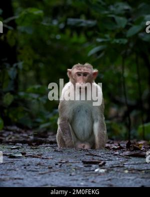 A Bonnet macaque (Macaca radiata) sitting on the side of the road at Bondla wildlife sanctuary in Goa, India. They are also known as Zati and are ende Stock Photo