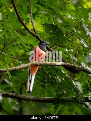 Close-up of a beautiful and colorful male Malabar Trogon (Harpactes fasciatus) perched on a tree branch with dense foliage at the Bondla wildlife sanc Stock Photo