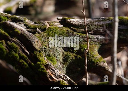 Natural texture background pattern copy space material Stock Photo