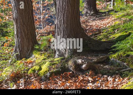Natural texture background pattern copy space material Stock Photo