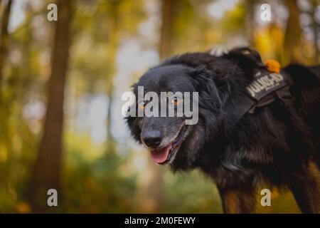 Low angle/pov close up of border collie cross dog in harness isolated on his afternoon walk in a UK woodland/forest as the autumn sunshine is setting. Stock Photo