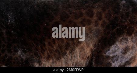 Close up of black spotted Leopard fur texture Stock Photo