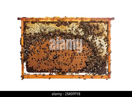 Worker Bees eating honey on a hive frame filled with honeycomb