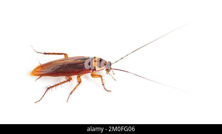 American cockroach, Periplaneta americana, isolated on white Stock Photo
