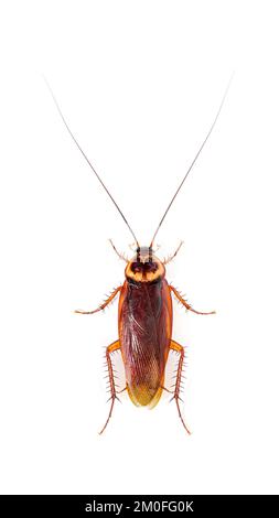 High view of a American cockroach, Periplaneta americana, isolated on white Stock Photo