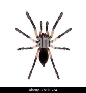 Bottom view of a Blue Baboon Tarantula, Monocentropus balfouri, isolated on white Stock Photo