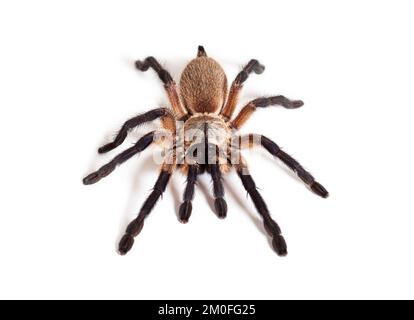 Blue Baboon Tarantula, Monocentropus balfouri, isolated on white Stock Photo