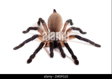 Blue Baboon Tarantula, Monocentropus balfouri, isolated on white Stock Photo