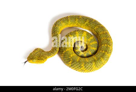 Portrait of Bush viper (Atheris squamigera) on black back ground Stock  Photo - Alamy