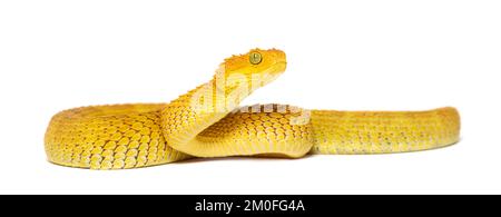 Leaf viper with its tongue out, Atheris squamigera, isolated on white Stock  Photo by Lifeonwhite