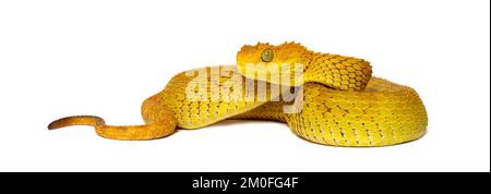 Leaf viper with its tongue out, Atheris squamigera, isolated on white Stock  Photo by Lifeonwhite