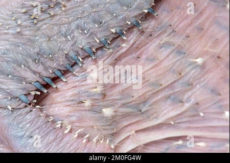 close up of the skin of a young bird whose feathers are starting to grow out of their sheaths. 15 day old chick ara specie Stock Photo