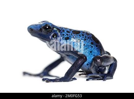 Blue poison dart frog, Dendrobates tinctorius "azureus", isolated on white Stock Photo