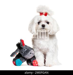 Maltese dog with his teddy bear, isolated on white Stock Photo