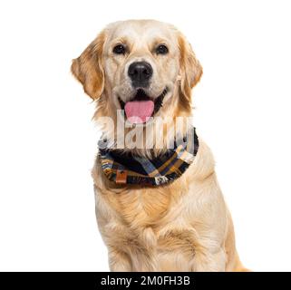 Golden Retriever wearing a scarf, isolated on white Stock Photo