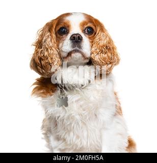 Cavalier King Charles Spaniel wearing warm red winter coat Stock