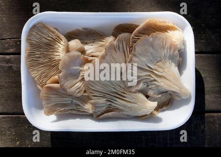 Oyster mushroom or pleurotus ostreatus. Tray placed over wooden picnic table Stock Photo