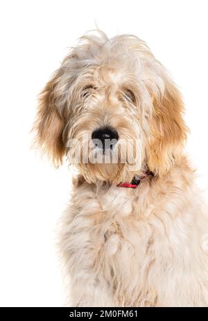 Doodle dog, Mixed breed between a golden Retriever and a poodle, isolated on white Stock Photo