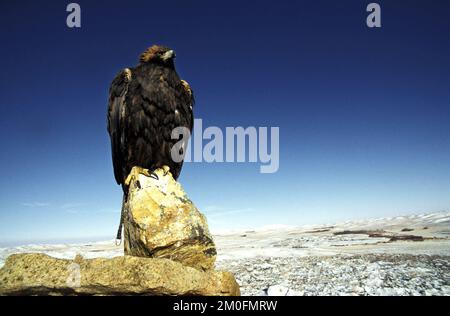 Kazakstan 2002. The last eagle hunters in the world. In Kazakstan a man is a man when he can ride a horse and hunt with an eagle. They have done it the same way for the last 4000 years. Here she is, waiting for her catch. Stock Photo