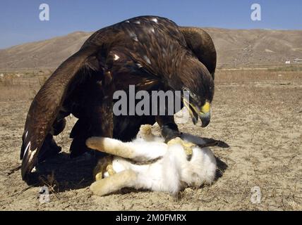 Kazakstan 2002. The last eagle hunters in the world. In Kazakstan a man is a man when he can ride a horse and hunt with an eagle. They have done it the same way for the last 4000 years. Here the eagle has caught a tiny rabbit. Stock Photo