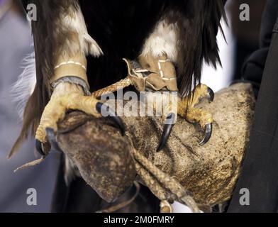 Kazakstan 2002. The last eagle hunters in the world. In Kazakstan a man is a man when he can ride a horse and hunt with an eagle. They have done it the same way for the last 4000 years.   *...An eagle can press with three ton per square centimetre - and the claws are pointed . Stock Photo