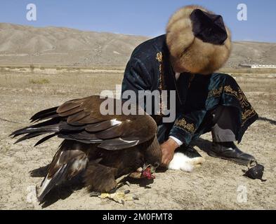 Kazakstan 2002. The last eagle hunters in the world. In Kazakstan a man is a man when he can ride a horse and hunt with an eagle. They have done it the same way for the last 4000 years. Here the hunter is getting the catch from the eagle.    *...This is right on the border of Kirgizstan. Stock Photo