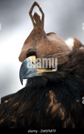 Kazakstan 2002. The last eagle hunters in the world. In Kazakstan a man is a man when he can ride a horse and hunt with an eagle. They have done it the same way for the last 4000 years. This is a golden eagle with a hood. Stock Photo