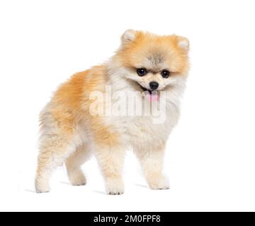 Pomeranian dog isolated on a white background Stock Photo - Alamy