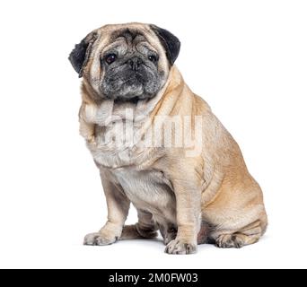 Seven Years old Pug dog graying sitting, isolated on white Stock Photo