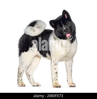 Side view of a black and white Akita inu panting panting mouth open, isolated on white Stock Photo