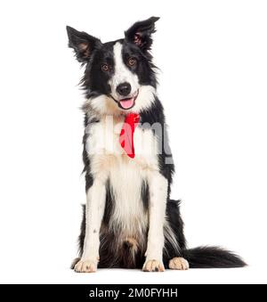 border collie wearing a red dog scarf, isolated on white Stock Photo