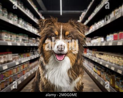 Border collie dog panting, looking at the camera, in front of food shelves in a pet store. The background is blurred and dark. Stock Photo