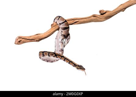 Python regius snaking along a branch, against white background Stock Photo