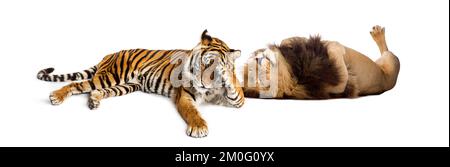 Lion comforting Tiger, lying down together, isolated on white Stock Photo