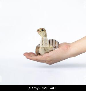 Close up of a light brown Indian pea perched on a human hand turned in the studio opposite a bright white background. Stock Photo