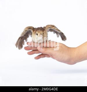 Close up of a light brown Indian pea perched on a human hand turned in the studio opposite a bright white background. Stock Photo