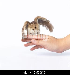 Close up of a light brown Indian pea perched on a human hand turned in the studio opposite a bright white background. Stock Photo