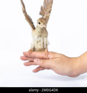 Close up of a light brown Indian pea perched on a human hand turned in the studio opposite a bright white background. Stock Photo