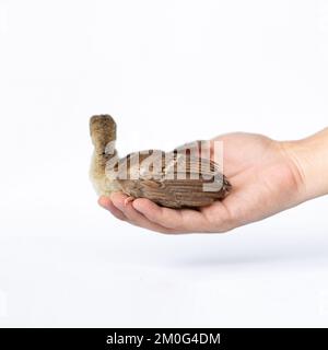 Close up of a light brown Indian pea perched on a human hand turned in the studio opposite a bright white background. Stock Photo
