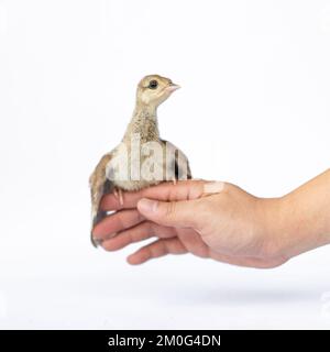 Close up of a light brown Indian pea perched on a human hand turned in the studio opposite a bright white background. Stock Photo