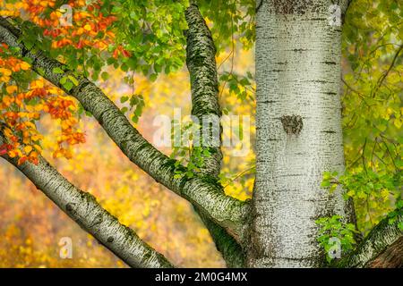 Closeup of tree fork with thick branches Throw Pillow by Stefan