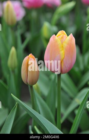 Pink and yellow Single Late tulips (Tulipa) Yellow Jumbo Beauty bloom in a garden in April Stock Photo